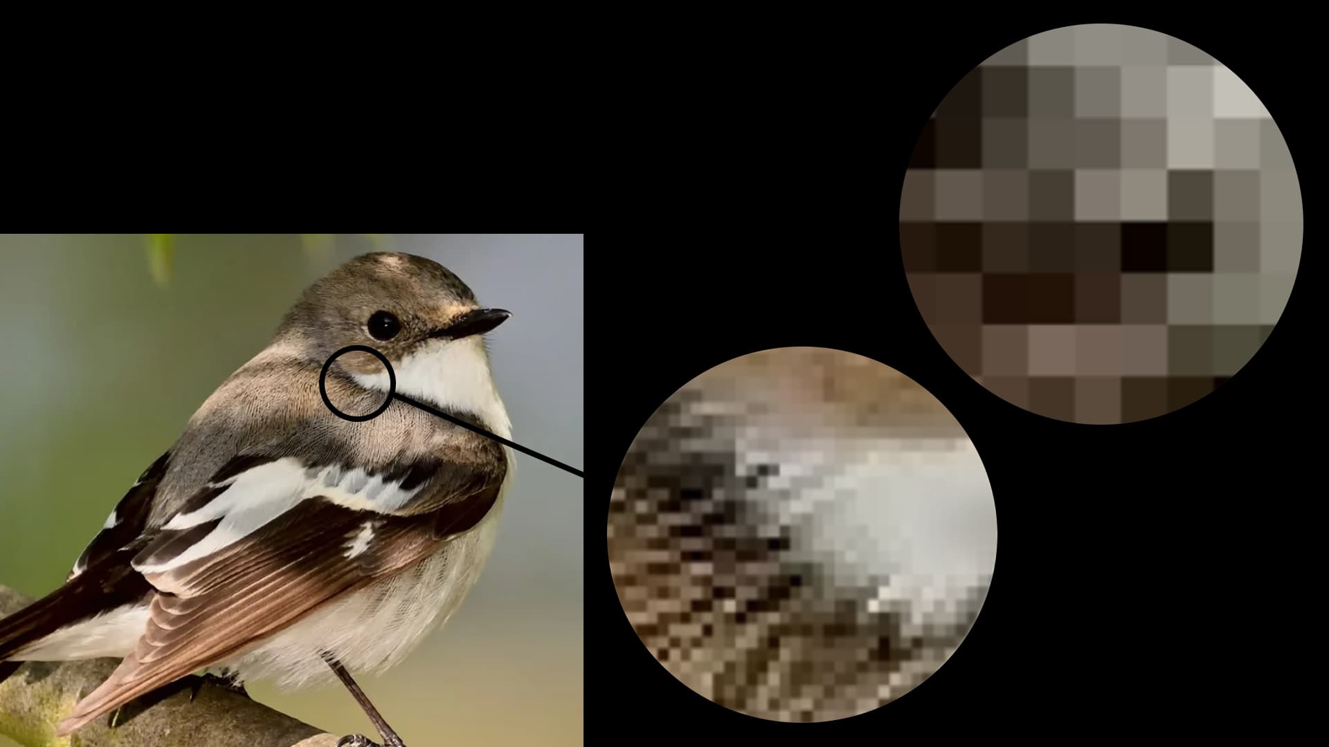 bird with pixels visible